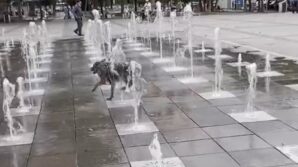 tokatta sicaklardan bunalan kopek sus fiskiyesinde serinledi FHsvNTdl