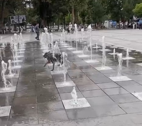 tokatta sicaklardan bunalan kopek sus fiskiyesinde serinledi FHsvNTdl