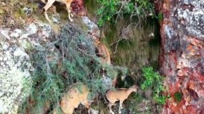 torul kalesinin kayaliklarinda yaban kecileri goruntulendi 6rwR5cqI