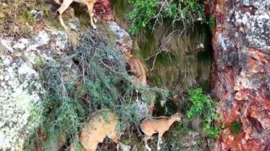 torul kalesinin kayaliklarinda yaban kecileri goruntulendi 6rwR5cqI