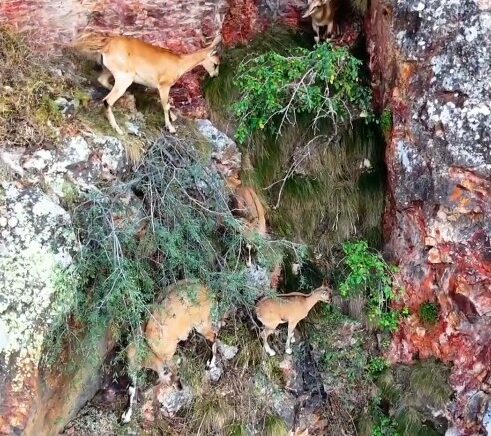 torul kalesinin kayaliklarinda yaban kecileri goruntulendi 6rwR5cqI