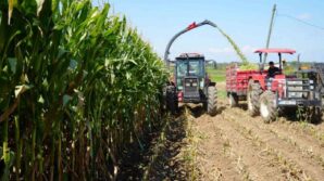 turkiyenin hayvancilik yemleri samsundan karsilaniyor 8ZIQpfs4