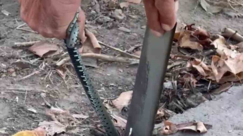 vatandastan yilan kurtarma operasyonu 9WZtMV93