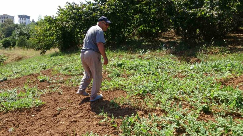 yalincak karpuzunu kuraklik vurdu 8xpQlqpn