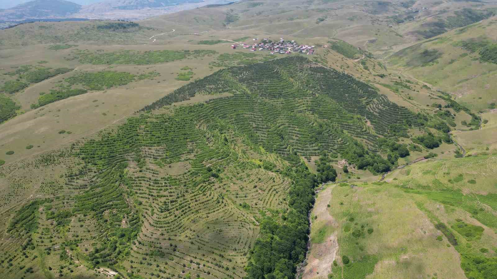 yayla sakinleri imece usulu calisarak bozkiri ormana donusturdu SvHksCUj