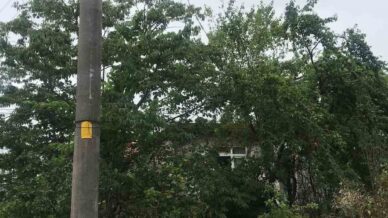 agaclarin icinden gecen elektrik telleri tehlike saciyor tDRsqC8X