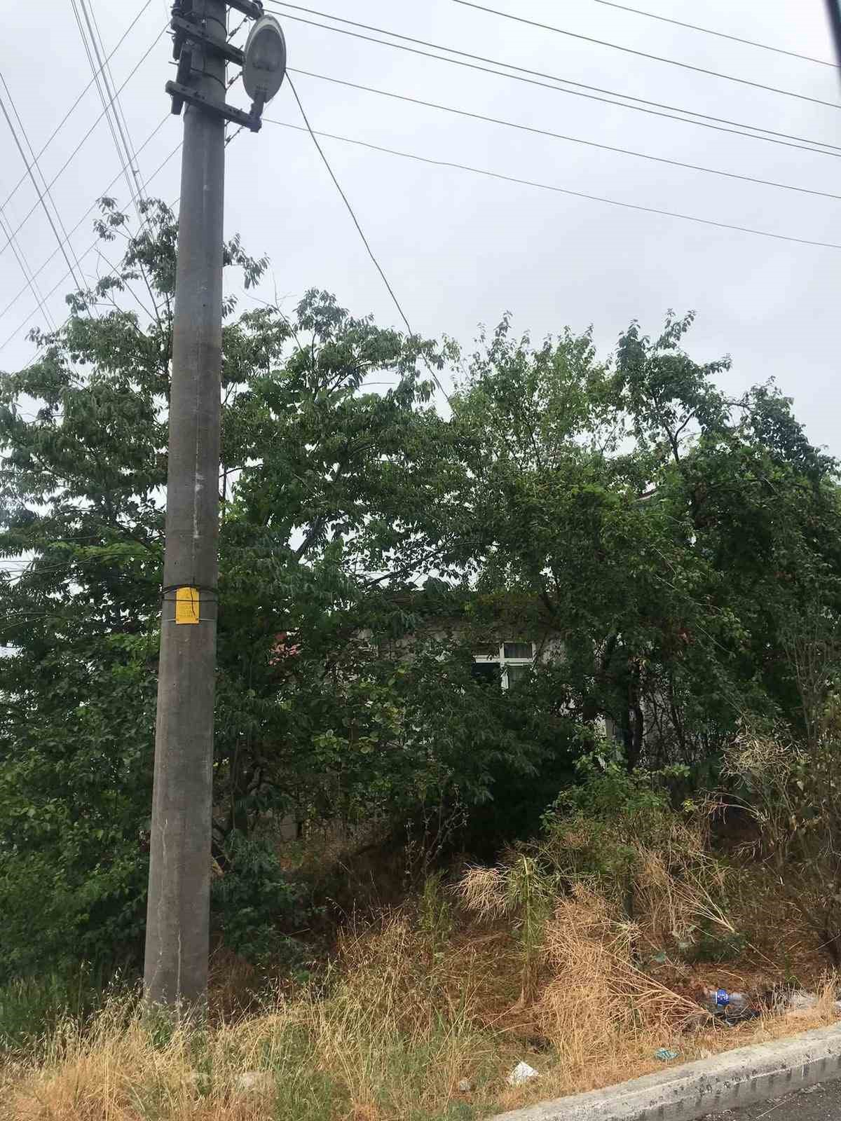 agaclarin icinden gecen elektrik telleri tehlike saciyor tDRsqC8X
