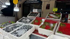 alaplida balik tezg hlari bos kaldi ULGEV3SJ