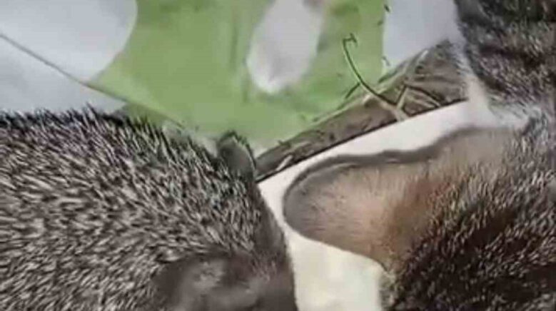 ayni kaptan yiyen kedi ve kirpinin dostlugu kamerada EnYKT4b7