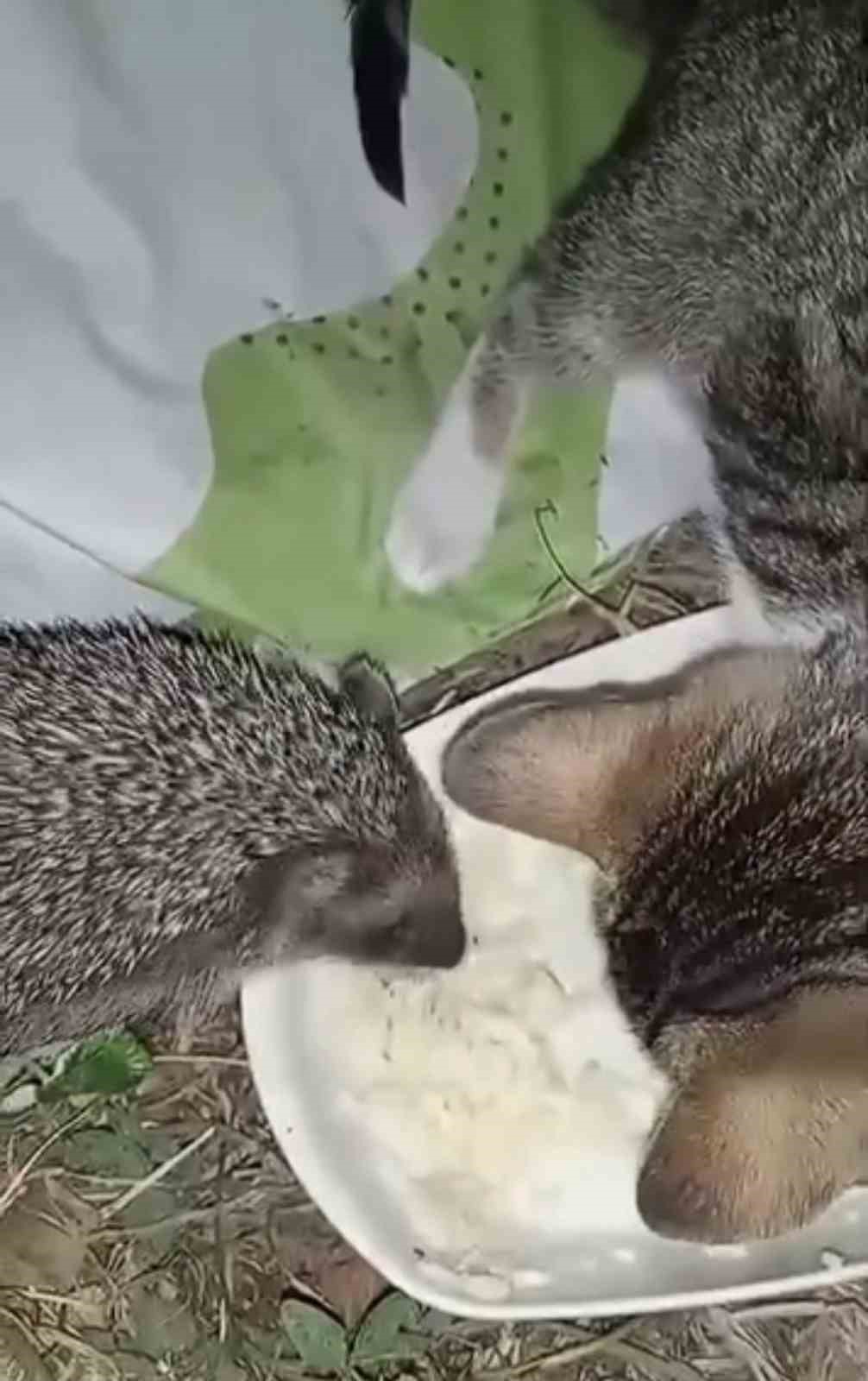 ayni kaptan yiyen kedi ve kirpinin dostlugu kamerada EnYKT4b7