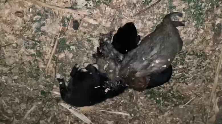 bahcede iple bogulmus 3 yavru kopek bulundu OixDCI8A