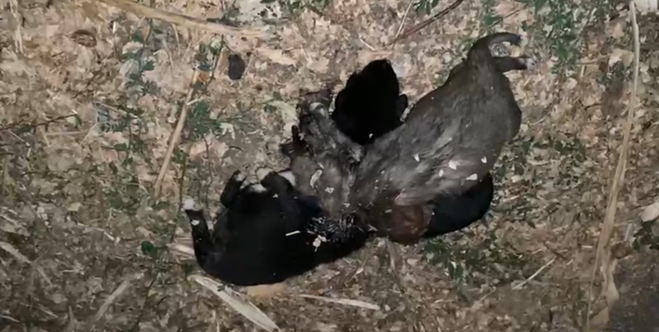 bahcede iple bogulmus 3 yavru kopek bulundu