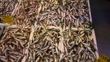 balikci palamuttan umudunu kesti hamsi ve istavrit ile teselli buluyor tJFEsIkm