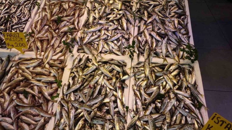 balikci palamuttan umudunu kesti hamsi ve istavrit ile teselli buluyor tiHUhQTM