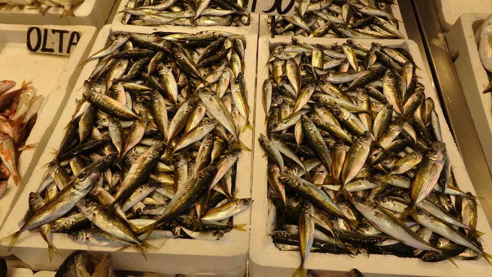 balikcilar sezona istavritle basladi palamut avi beklentileri karsilamadi