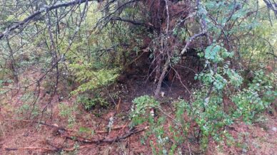 bartinda 1 saatte 4 agaca yildirim dustu 35tXG7zU