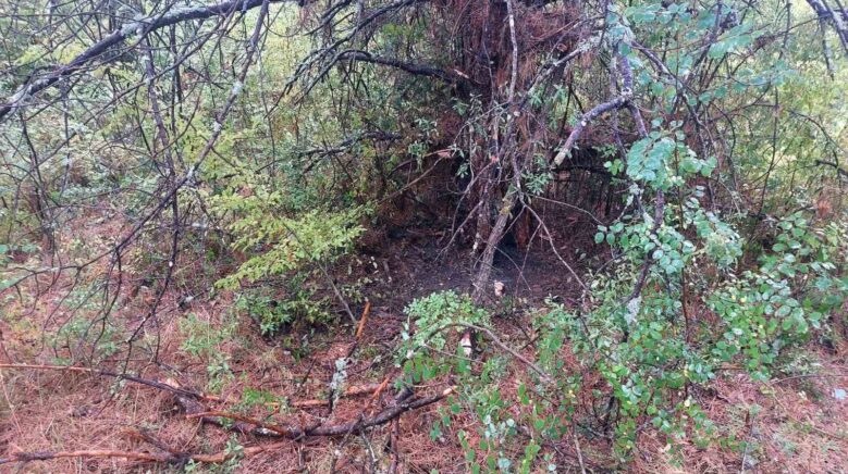 bartinda 1 saatte 4 agaca yildirim dustu 35tXG7zU