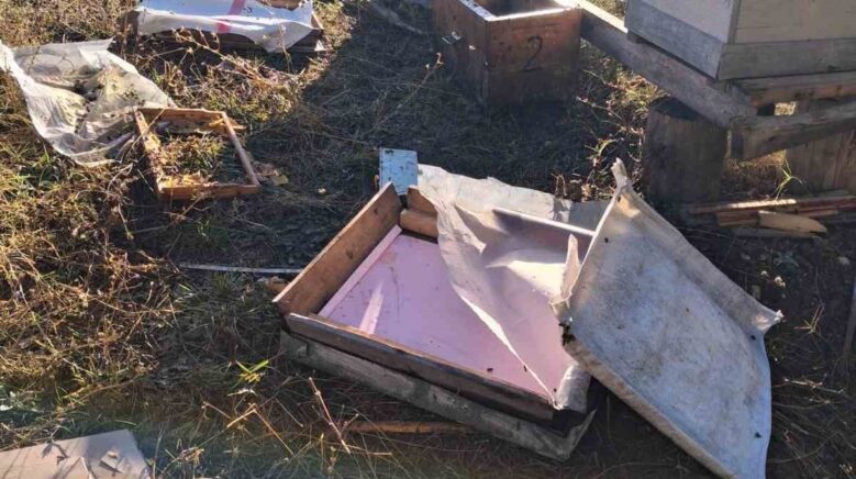 boluda ac kalan ayi ari kovanlarini parcaladi pWNLiMdl