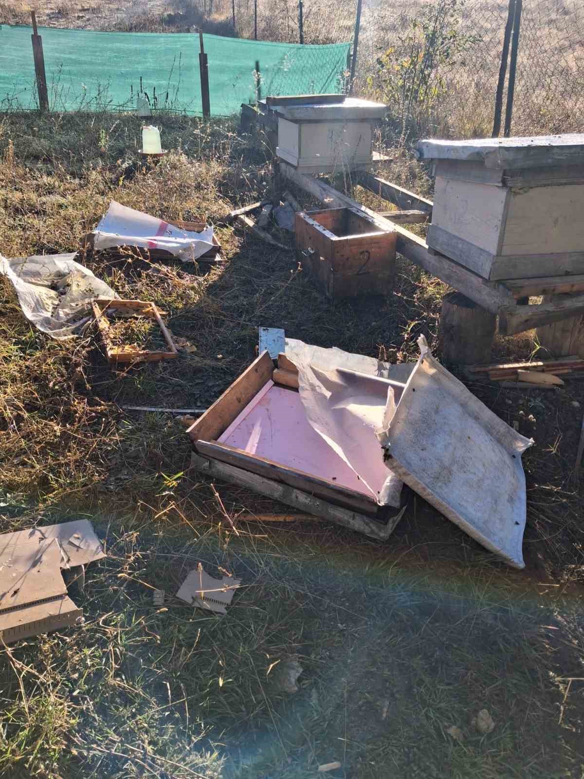 boluda ac kalan ayi ari kovanlarini parcaladi pWNLiMdl