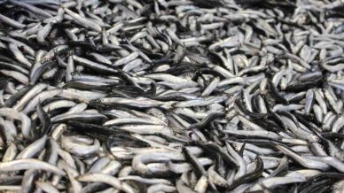 boluda hamsi kilosu 200 liradan tezgahlarda yerini aldi GnX5ECMz