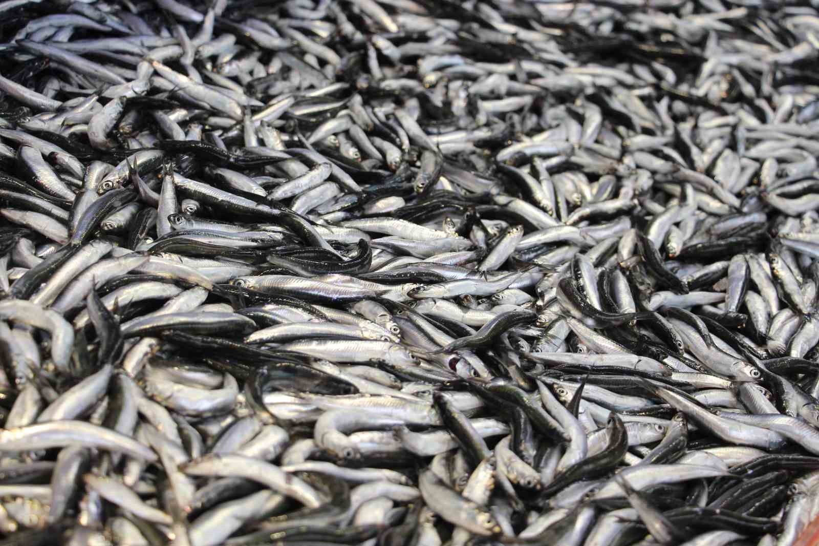 boluda hamsi kilosu 200 liradan tezgahlarda yerini aldi GnX5ECMz
