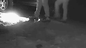 boz ayi avlayan iki avci fotokapana yakalandi UfXREDku