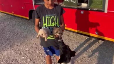 cocuklar ihbar etti atik su borusuna sikisan yavru kopekler kurtarildi RcQebdUj