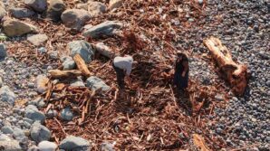 derelerin karadenize tasidigi agac kutugu ve odunlar rizelilerin kislik yakacagi oldu IUBsf6c1