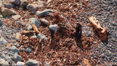 derelerin karadenize tasidigi agac kutugu ve odunlar rizelilerin kislik yakacagi oldu IUBsf6c1