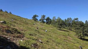 doganin sifa kaynagi likarpa gumushanede senlige donustu Jxz6pBuz