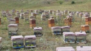 dogu karadenizde aricilik alarm veriyor 7UjWStac