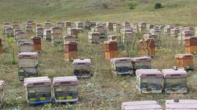 dogu karadenizde aricilik alarm veriyor 7UjWStac