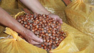 findik ureticileri mahsullerini evde depoluyor beklenti 500 lira krbw1F8n