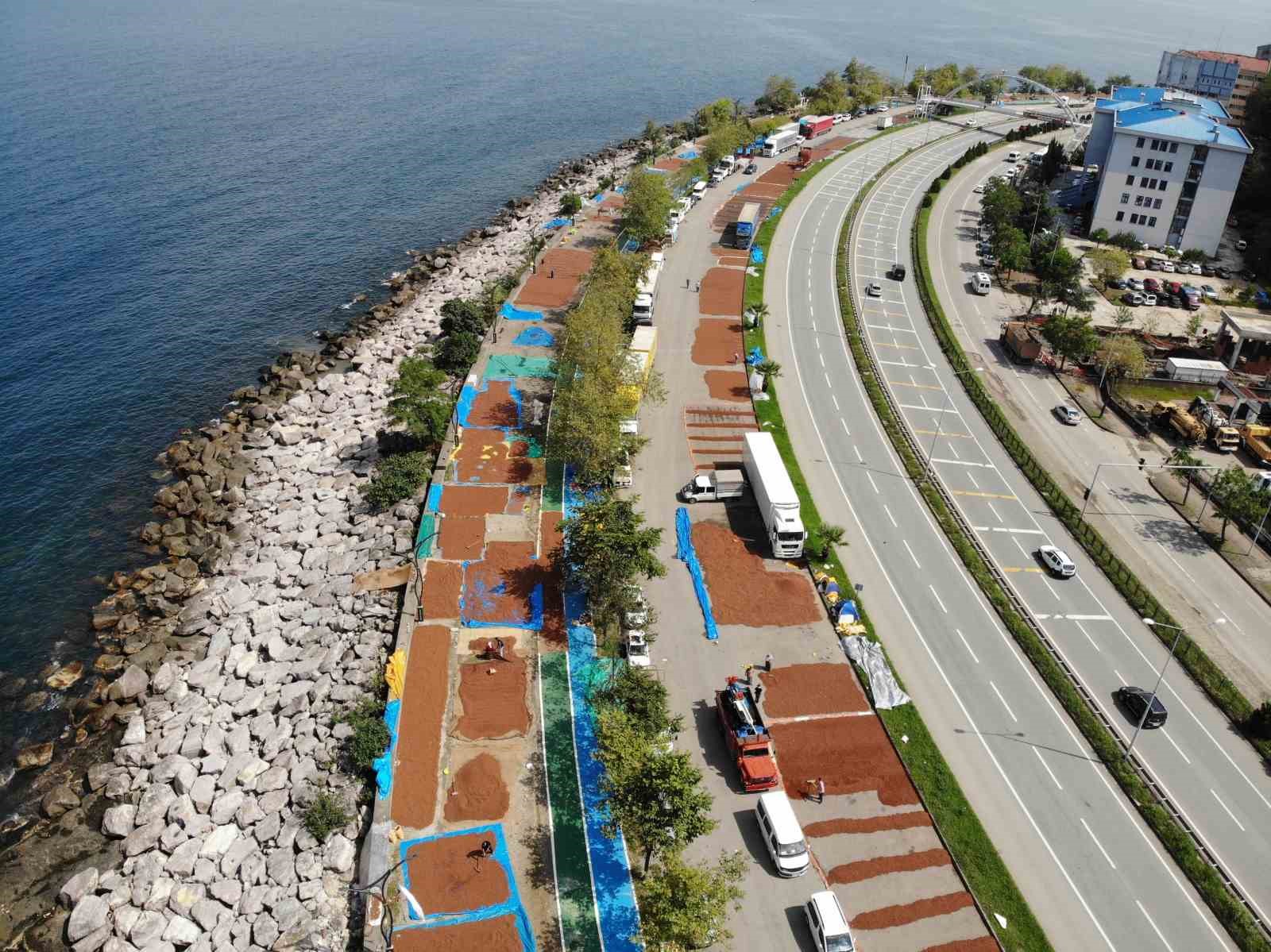 giresunda findik hasadinin ardindan ureticilerin kurutma mesaisi suruyor faJfyTJp