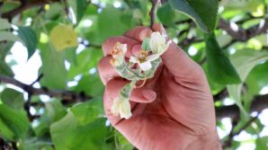 gumushanede mevsimi sasiran elma agaci eylul ayinda cicek acti azLjzBZp