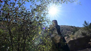 gumushanenin dikenli gulu kusburnu zahmetli yolculukla sofraya geliyor d6WBpX4r