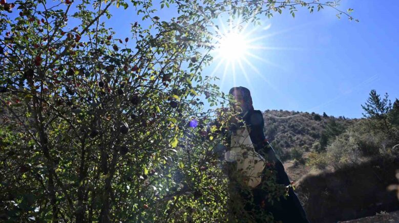 gumushanenin dikenli gulu kusburnu zahmetli yolculukla sofraya geliyor d6WBpX4r