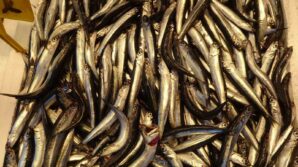 hamsiyi tezgahta erken goren balikci sevinsin mi uzulsun mu bilemedi jb2xAeOj