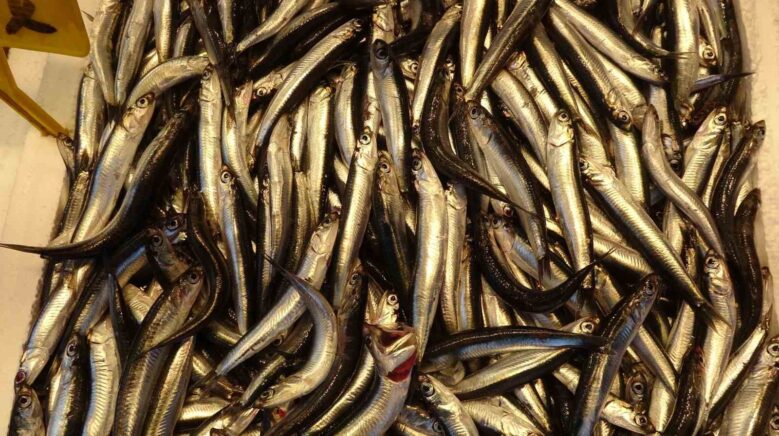 hamsiyi tezgahta erken goren balikci sevinsin mi uzulsun mu bilemedi jb2xAeOj