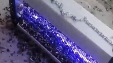 kahverengi kokarcaya ultraviyole cozum AuAkHXw3