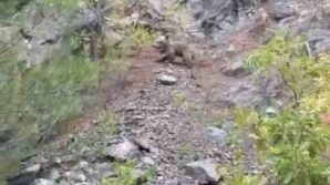 karabukte ayilar cep telefonu kamerasiyla goruntulendi bRyKFbCv