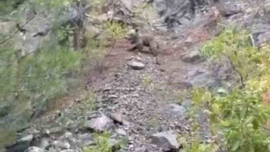 karabukte ayilar cep telefonu kamerasiyla goruntulendi bRyKFbCv