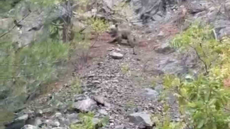 karabukte ayilar cep telefonu kamerasiyla goruntulendi bRyKFbCv