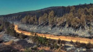 karabukteki orman yangininda geriye aci manzara kaldi tOAzExn6