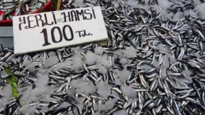 karadenizde hamsi bereketi suruyor 7bCFrsw7