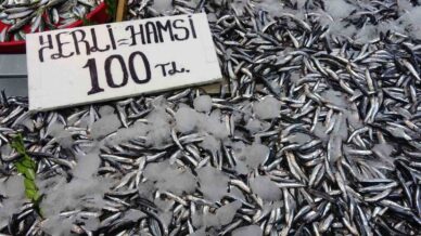 karadenizde hamsi bereketi suruyor 7bCFrsw7