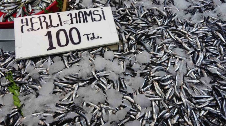 karadenizde hamsi bereketi suruyor 7bCFrsw7