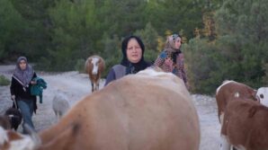 kastamonuda orman yangini kontrol altina alindi vatandaslar koylerine kavustu 8JeetZEJ