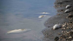 kastamonuda su seviyesi dusen barajda olen baliklar kiyiya vurdu rsSfU7b9