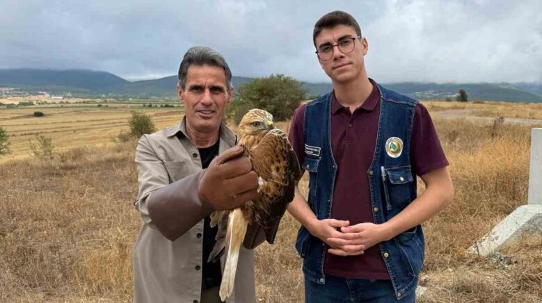 kastamonuda yarali halde bulunan sahin tedavi altina alindi 4jPg8zZC